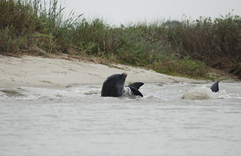 Dolphin Finished Feeding