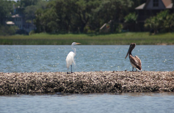 Kiawah Friends