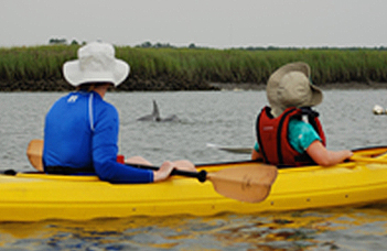 People Watch Dolphins